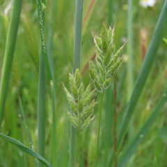 Bromus hordeaceus hordeaceus