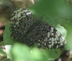 Hamadryas guatemalena image