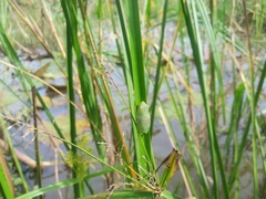 Hyperolius rwandae