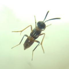 Encyrtidae