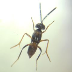 Encyrtidae