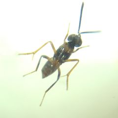 Encyrtidae
