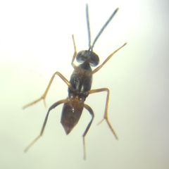 Encyrtidae
