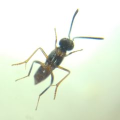 Encyrtidae