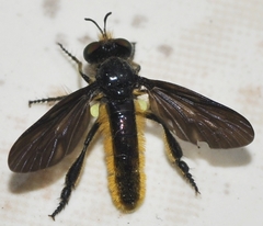 Holopogon chalcogaster