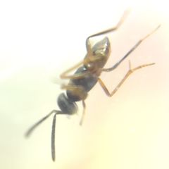 Encyrtidae