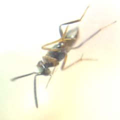 Encyrtidae