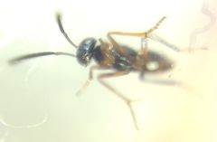 Encyrtidae