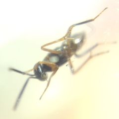 Encyrtidae