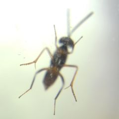 Encyrtidae