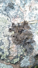 Umbilicaria hyperborea hyperborea