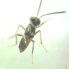 Encyrtidae