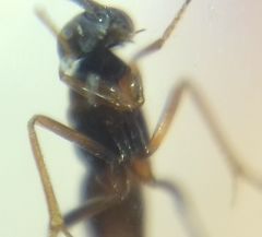 Encyrtidae