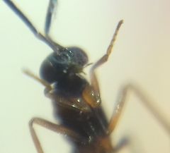 Encyrtidae