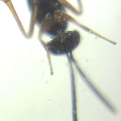 Encyrtidae