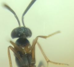 Encyrtidae