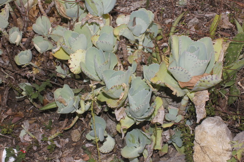 Image of Kalanchoe marmorata by (c) Juan Cruzado Cortés, some rights reserved (CC BY-SA)
