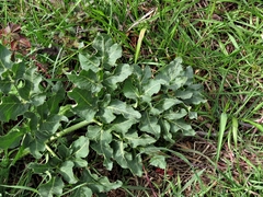 Opopanax chironium