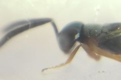 Encyrtidae
