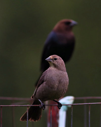 Brown-headed Cowbird, photo 9 of 9