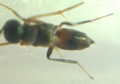 Encyrtidae