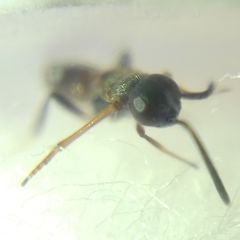 Encyrtidae