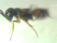 Encyrtidae