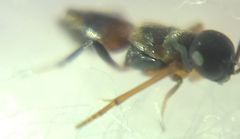 Encyrtidae