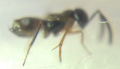 Encyrtidae