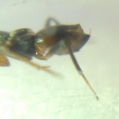 Encyrtidae