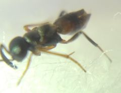 Encyrtidae