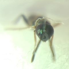 Encyrtidae