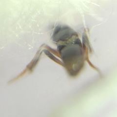 Encyrtidae