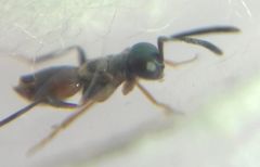 Encyrtidae
