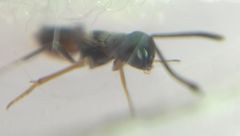 Encyrtidae