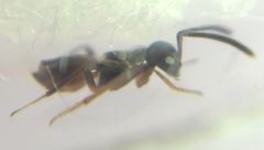 Encyrtidae