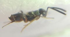 Encyrtidae