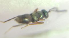 Encyrtidae