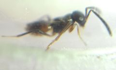 Encyrtidae