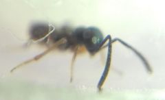 Encyrtidae