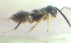 Encyrtidae