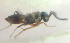 Encyrtidae