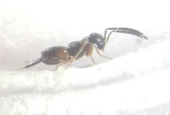Encyrtidae