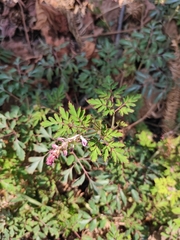 Corydalis edulis