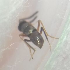 Encyrtidae