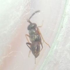 Encyrtidae
