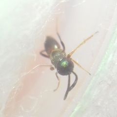 Encyrtidae