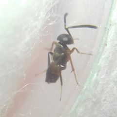 Encyrtidae