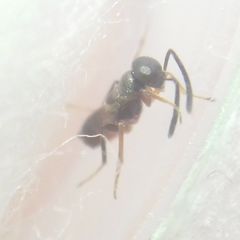 Encyrtidae