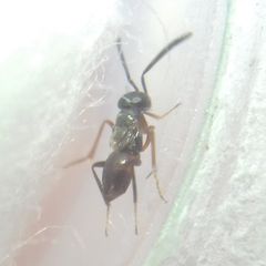 Encyrtidae